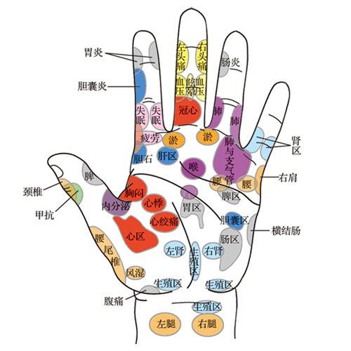 德益康中医秘方 馆藏分类 在观察手掌的气,色,形态诊断出疾病的同时